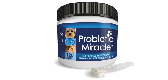 probiotic for puppy
